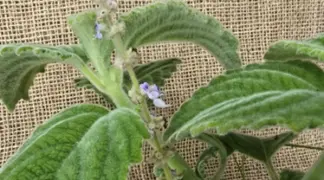 Plectranthus species | Australisches Zitronenblatt Bio-Pflanze
