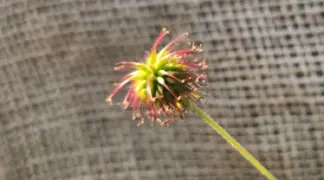 Geum rivale | Bachnelkenwurz Bio-Pflanze