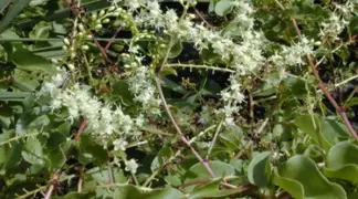 Anredera cordifolia | Basellkartoffel Bio-Pflanze