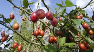 Baumtomate Tamarillo Bio-Pflanze