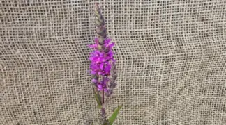 Lythrum salicaria | Blutweiderich Bio-Pflanze