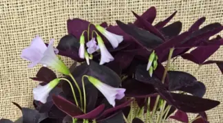 Oxalis triangularis | Brasilianischer Sauerklee | Glücksklee Bio-Pflanze