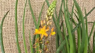 Bulbine frutescens | Bulbine Bio-Pflanze