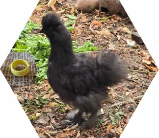 Tier-Patenschaft für Huhn: Chanel