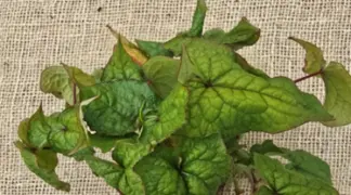 Fagopyrum cycmosum | Chinesischer Baumspinat Bio-Pflanze
