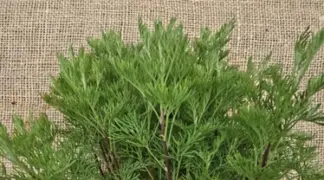 Artemisia abrotanum | Cola Strauch | Eberraute Bio-Pflanze