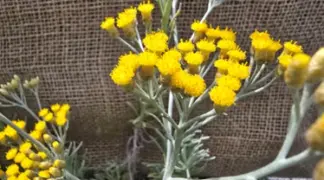 Helichrysum italicum | Currystrauch Bio-Pflanze