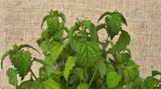 Isodon rubescens | Dong-Ling-Cao Bio-Pflanze