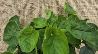 Viola odorata | Duftveilchen Bio-Pflanze