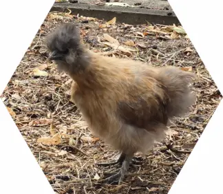 Tier-Patenschaft für Huhn: Dusty