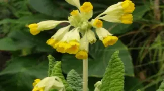 Primula veris | Echte Schlüsselblume Bio-Pflanze