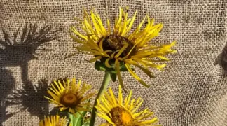 Inula helenium | Echter Alant Bio-Pflanze