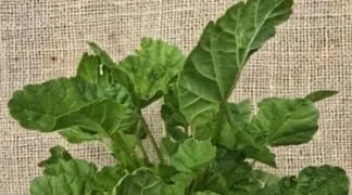 Althaea officinalis | Echter Eibisch Bio-Pflanze