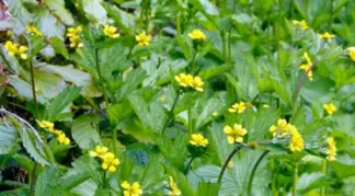 Geum urbanum | Echter Nelkenwurz Bio-Pflanze