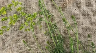 Galium verum | Echtes Labkraut Bio-Pflanze