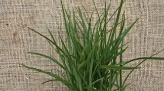 Cyperus esculentus | Erdmandel Bio-Pflanze