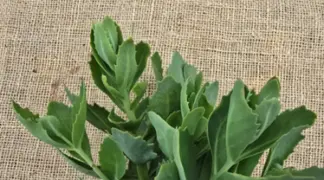 Sedum telephium | Fette Henne Bio-Pflanze