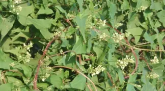 Polygonum multiflorum | Fo Tieng Bio-Pflanze