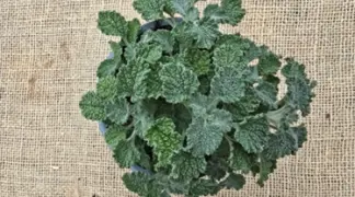 Marrubium vulgare | Gewöhnlicher Andorn Bio-Pflanze