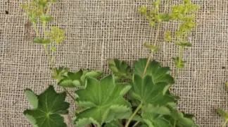 Alchemilla xanthochlora | Gewöhnlicher Frauenmantel Bio-Pflanze