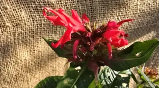 Monarda didyama 'Squaw' | Gold-Melisse | Indianernessel Bio-Pflanze