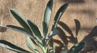 Sideritis syriaca | Griechischer Bergtee Bio-Pflanze