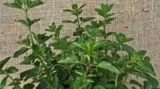 Origanum vulgare subsp. hirtum | Griechischer Oregano Bio-Pflanze