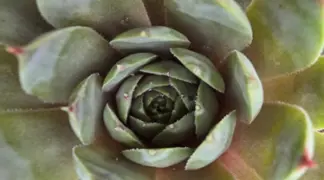 Sempervivum tectorum | Hauswurz Bio-Pflanze