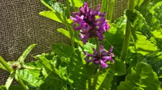 Stachys officinalis | Heilziest Bio-Pflanze