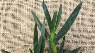 Carpobrotus edulis | Hexenfinger Bio-Pflanze