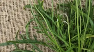 Plantago coronopus | Hirschhorn - Wegerich Bio-Pflanze