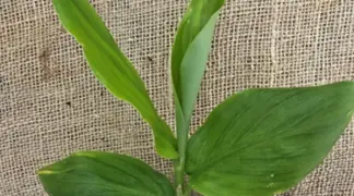 Zingiber mioga | Japanischer Ingwer Myoga Bio-Pflanze