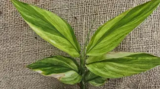 Zingiber mioga | Japanischer Ingwer Myoga panaschiert Bio-Pflanze