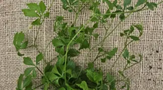 Gynostemma pentaphyllum | Jiaogulan Bio-Pflanze