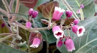 Paederia lanuginosa | Käse-Kraut Bio-Pflanze