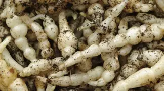 Stachys sieboldii | Knollenziest Bio-Pflanze
