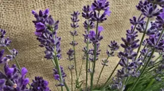 Lavandula angustifolia | Lavendel Bio-Pflanze