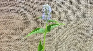 Agastache mexicana | Limopflanze Bio-Pflanze