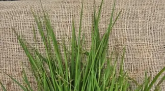 Hierochloe odorata | Mariengras | Süßgras Bio-Pflanze