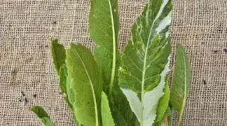 Amoracia rusticana 'Variegata' | Meerrettich Variegata Bio-Pflanze