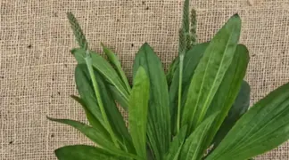 Plantago subnuda | Mexikanischer Wegerich Bio-Pflanze