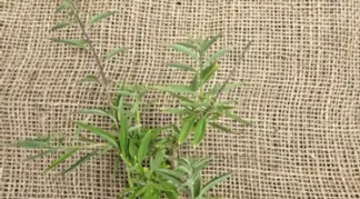 Lippia scaberrima | Minz-Verbene Bio-Pflanze