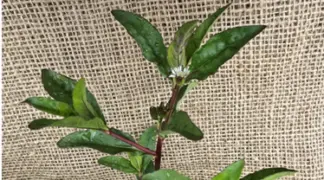 Eclipta alba | Mo Han Lian Bio-Pflanze