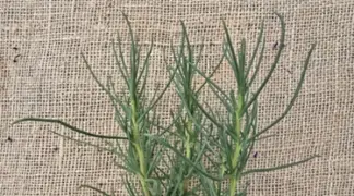 Salsola soda | Mönchsbart | Agretti Bio-Pflanze