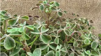Oxalis tuberosa | Oca Gelb Bio-Pflanze