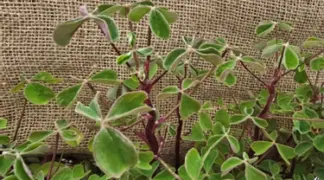 Oxalis tuberosa | Oca Rosa Bio-Pflanze