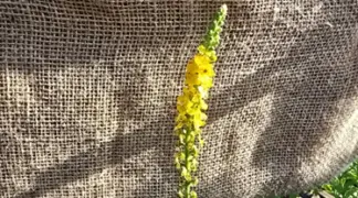 Agrimonia eupatoria | Odermennig Bio-Pflanze