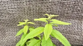 Lippia citriodora | Orangen-Verbene Bio-Pflanze