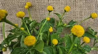 Acmella oleracea | Parakresse Bio-Pflanze