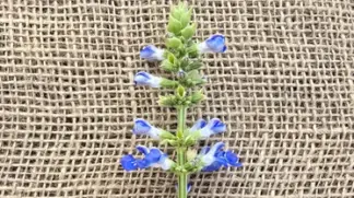 Salvia uliginosa | Pfeffer-Salbei Bio-Pflanze